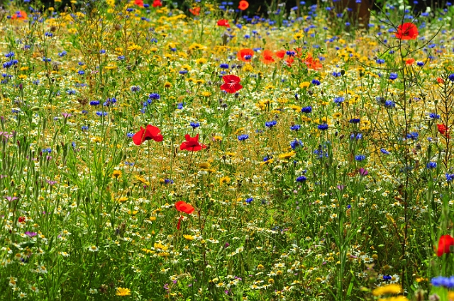 23 06 15_5266_edited-1.jpg - HENGISTBURY HEAD VISITNG CENTRE, EAST DORSET - 23.6.15